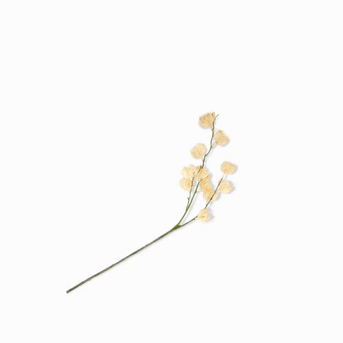 Flor pino silvestre naranja