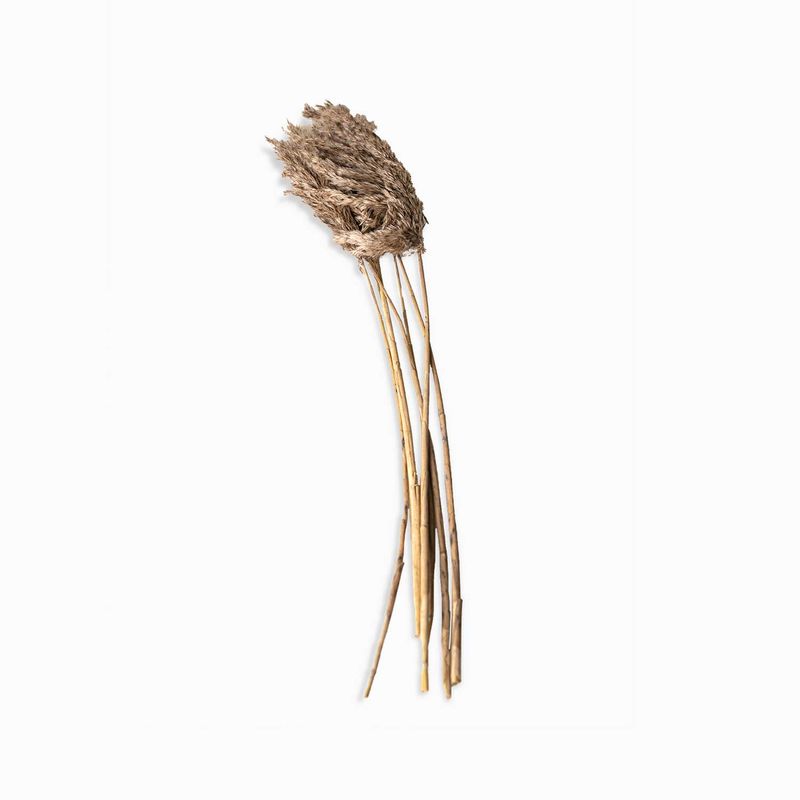 Pluma-de-bambu