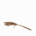 Pluma-de-bambu