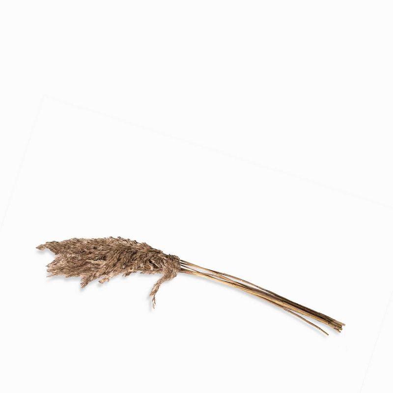 Pluma-de-bambu