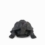 Tortuga