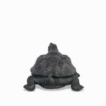 Tortuga
