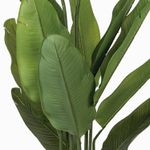Planta-Paraiso