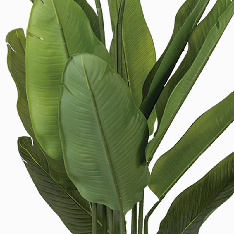 Planta-Paraiso