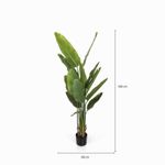 Planta-Paraiso