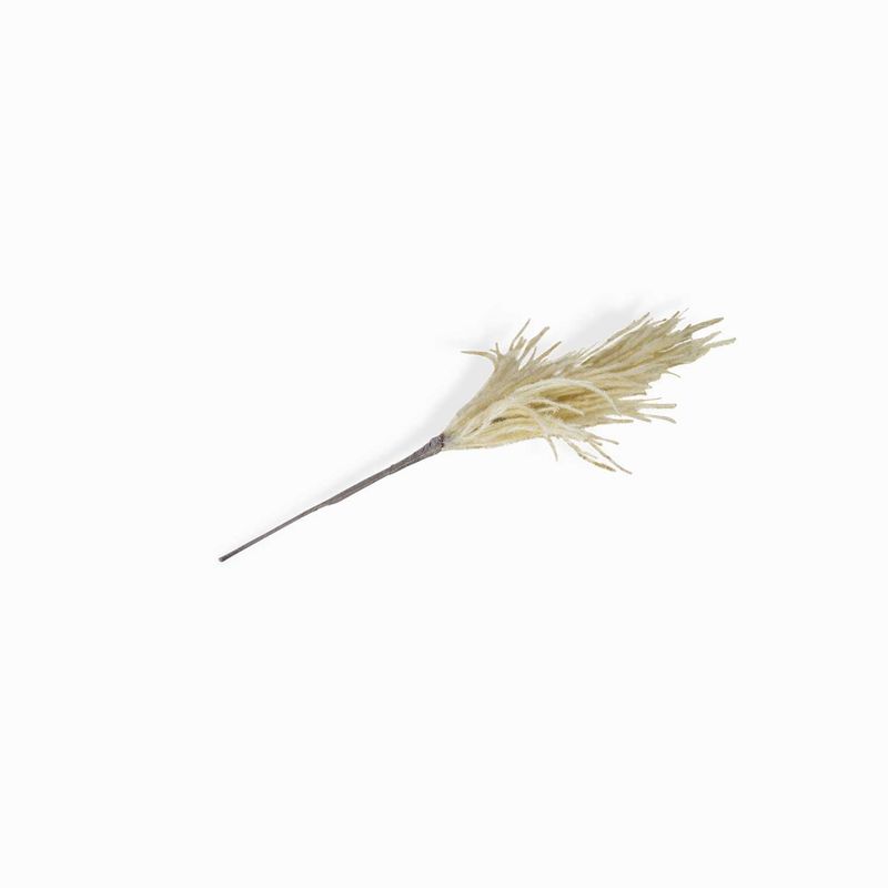 Junco-crema