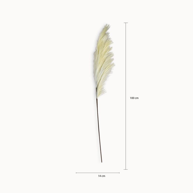Junco-Crema