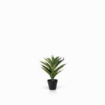 Planta-Lilium