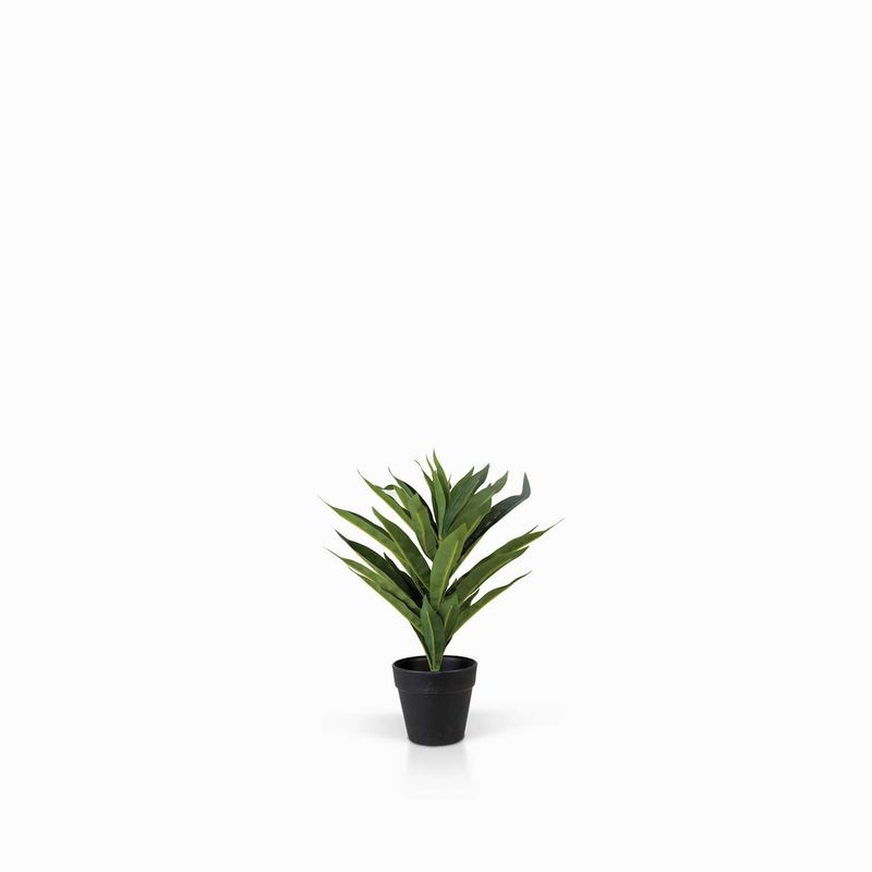 Planta-Lilium