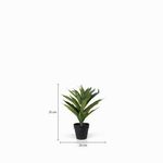 Planta-Lilium