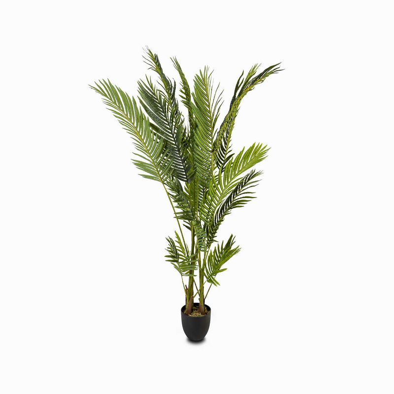 Palma-Areca