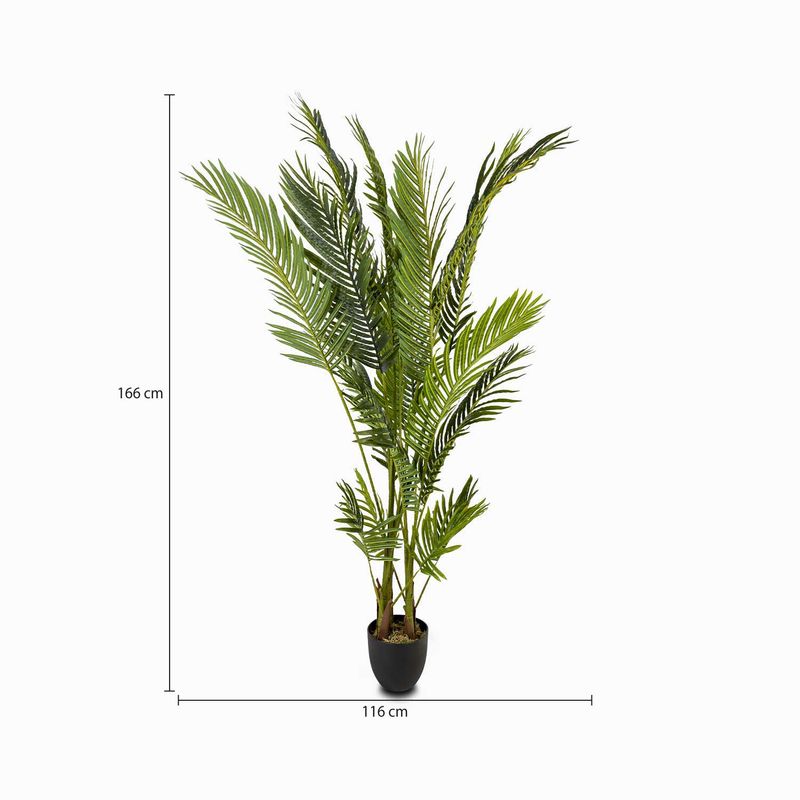 Palma-Areca