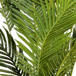 Palma-Areca