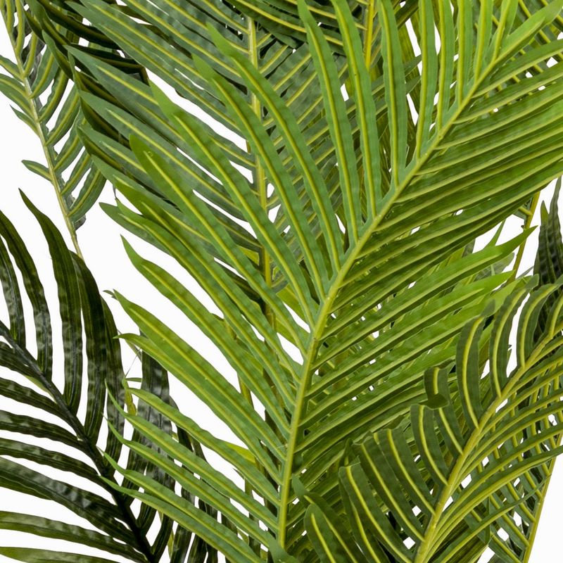 Palma-Areca