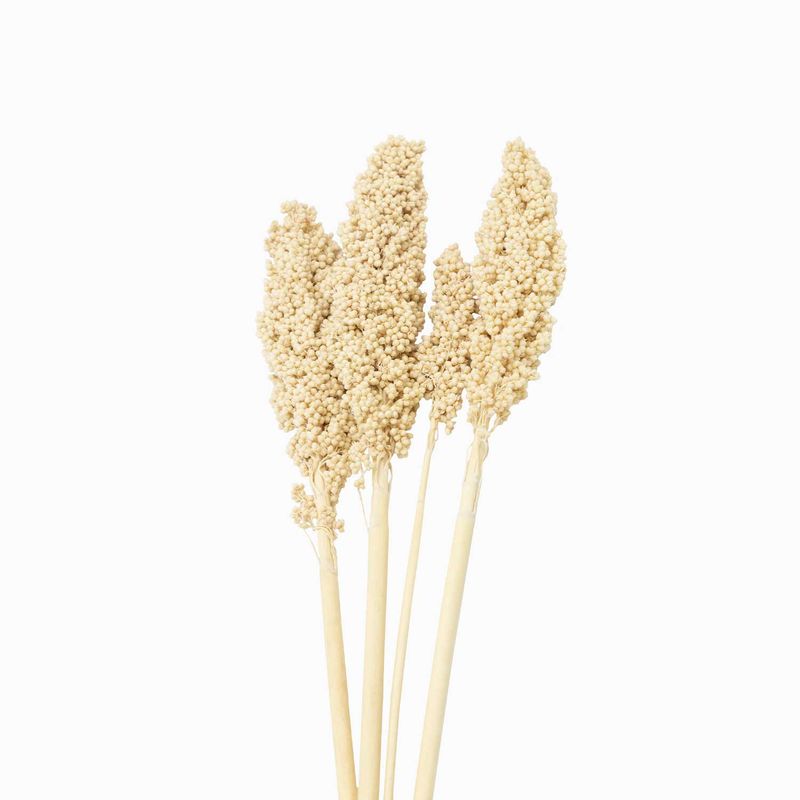 Ramo-indian-beige