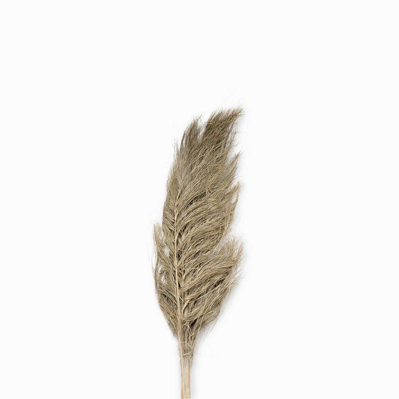 Racimo-sika