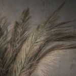 Racimo-sika