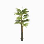 Palmera-Ventilador
