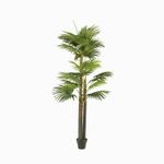 Palmera-Ventilador