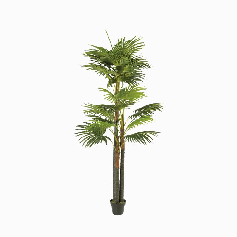 Palmera-Ventilador