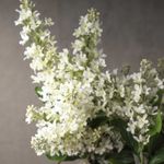 Flor-de-pina-58cm
