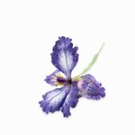 Lirio-morado-83cm