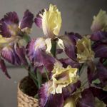 Lirio-amarillo-83cm