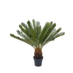 Palmera-Cicacea