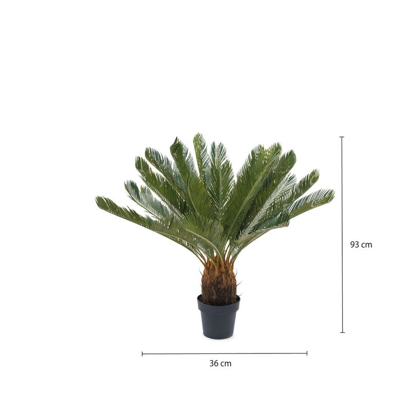 Palmera-Cicacea