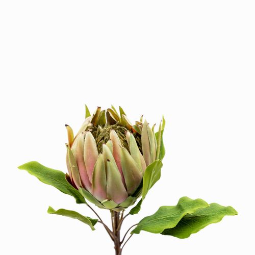 Flor Protea 63 cm
