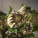 Flor-Protea-63cm