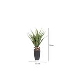 Aloe-75-cm