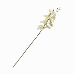 Orquidea-verde