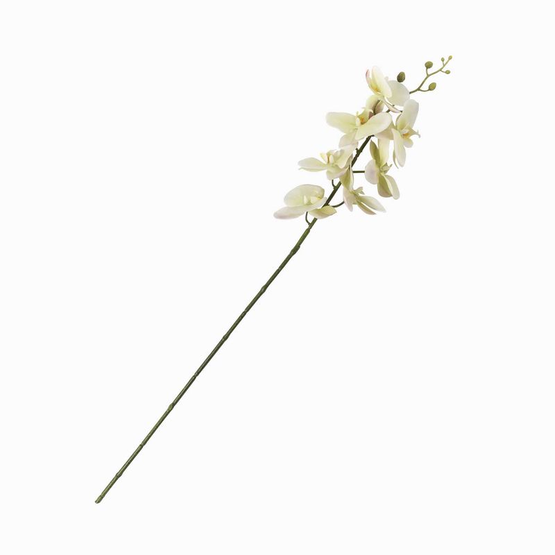 Orquidea-verde