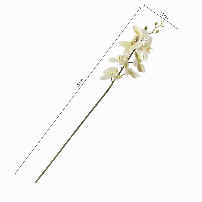 Orquidea-verde