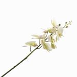 Orquidea-verde