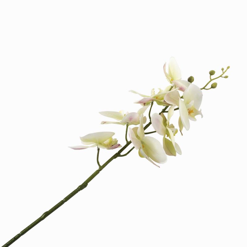 Orquidea-verde