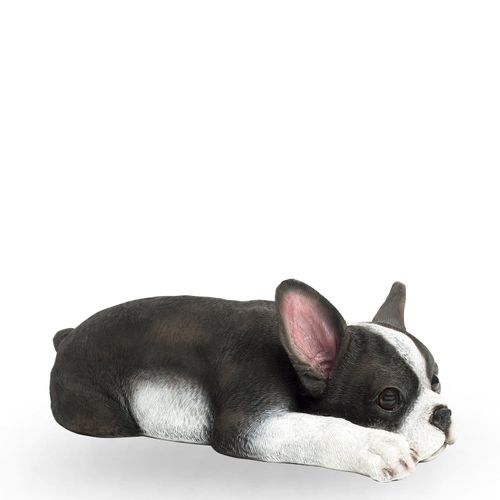 Perro boston terrier
