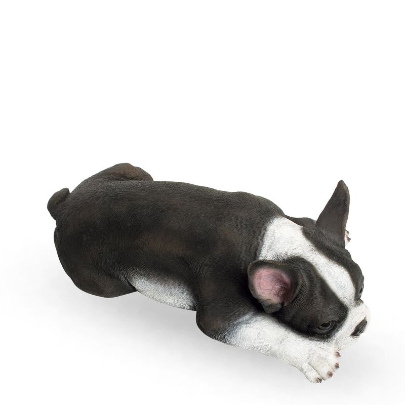 Perro-boston-terrier