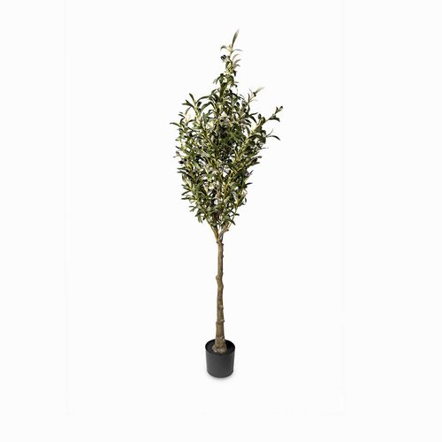 Olivo 180cm