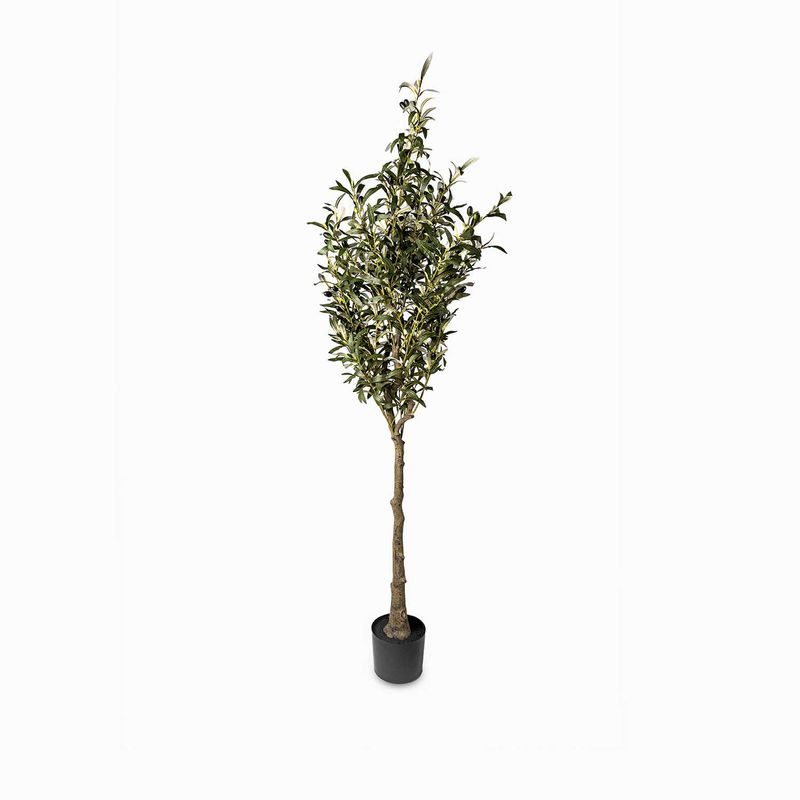 Olivo-180cm