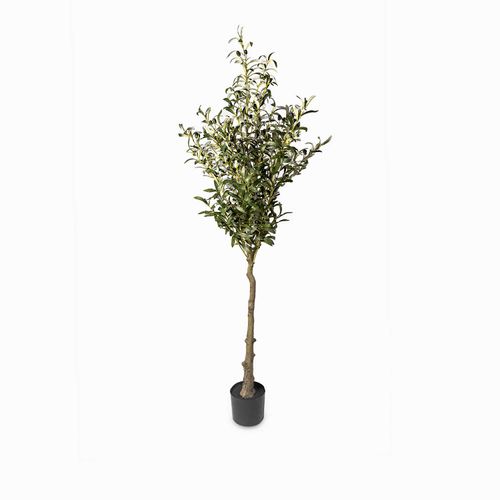 Olivo 180cm