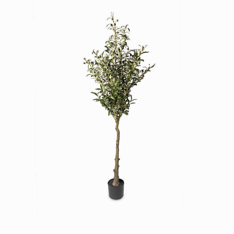 Olivo-180cm