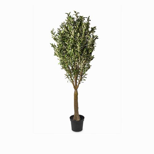 Olivo 240cm