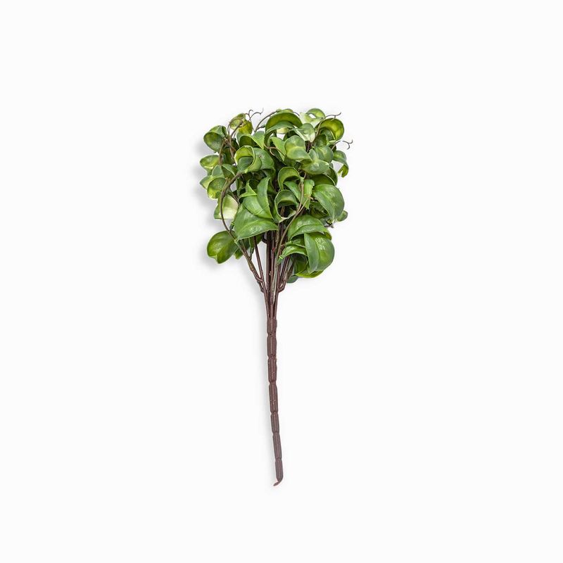 Rama-peperomia-37cm