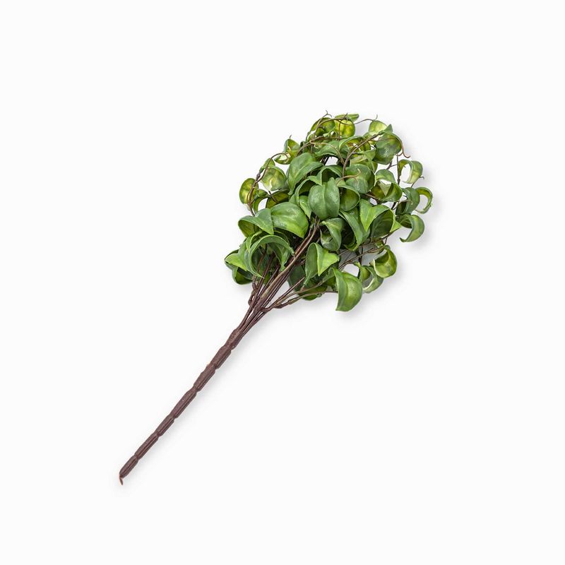 Rama-peperomia-37cm