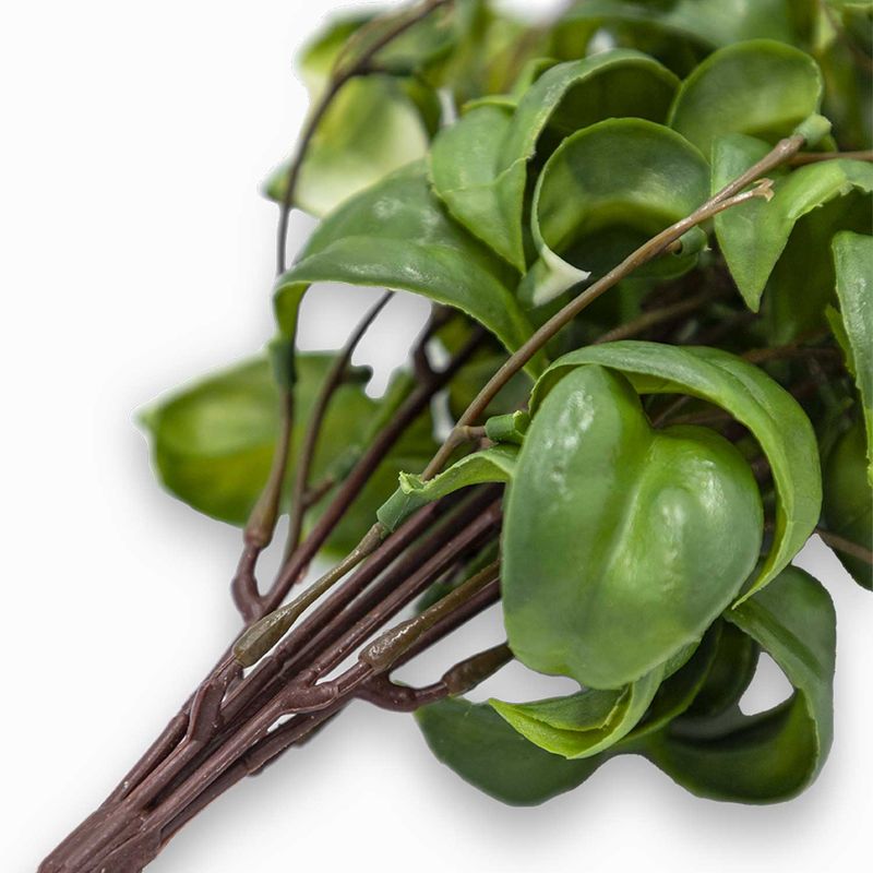 Rama-peperomia-37cm