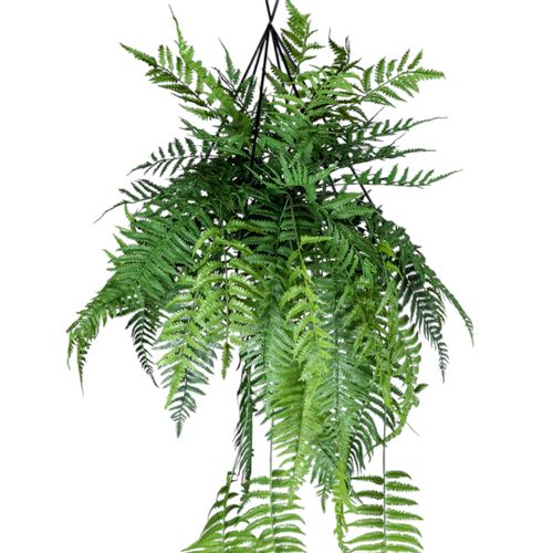 Helecho colgante 142cm