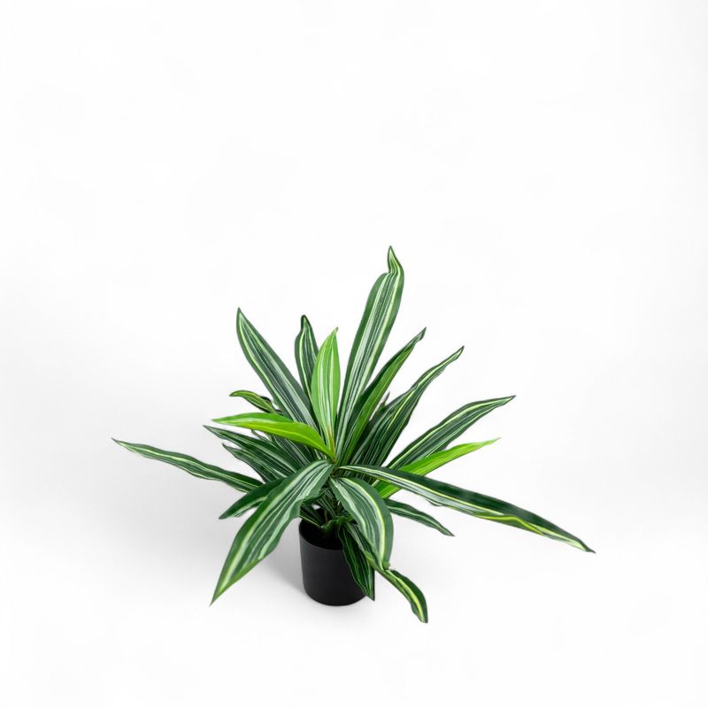 Dracena-60cm