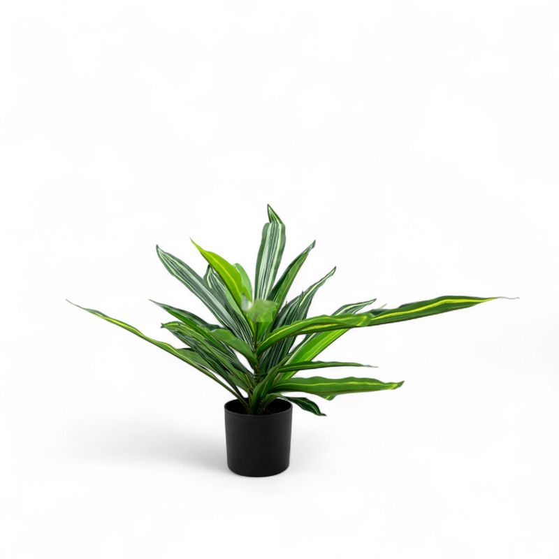 Dracena-60cm